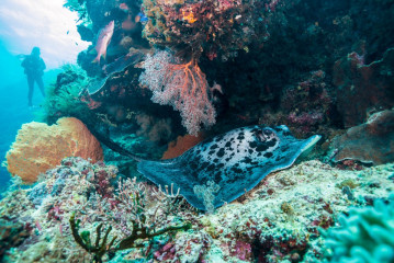 Philippines, stingray at Tubbataha Reef
