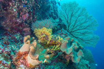 Philippines, corals at Tubbataha Reef