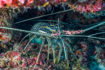Philippines, lobster at Tubbataha Reef