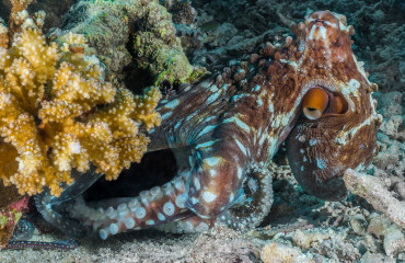 Philippines, octopus at Tubbataha reef