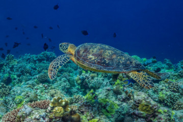 Philippines, turtle at Tubbataha Reef
