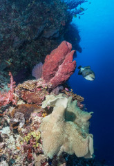 Philippines, trigger fish at Tubbataha reef