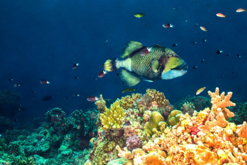 Philippines, trigger fish at Tubbataha Reef