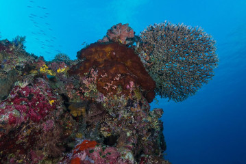 Philippines, coral reef at Tubbataha
