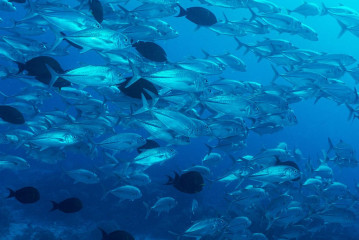 Philippines, school of fish at Tubbataha
