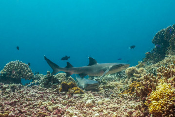 Philippines, white tip reef sharks at Tubbataha Reef