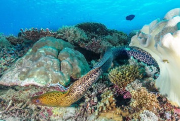 Philippines, Murray eel at Tubbataha