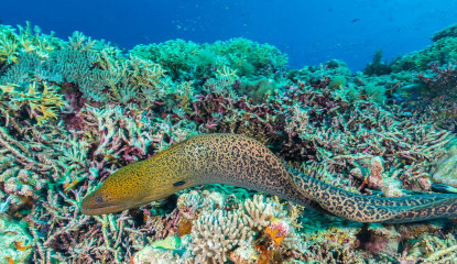 Philippines, Murray eel at Tubbataha