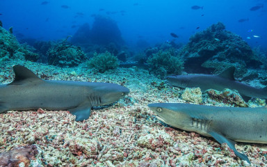Philippines, white tip reef sharks at Tubbataha