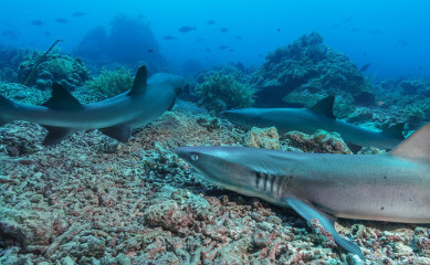 Philippines, white tip reef sharks at Tubbataha