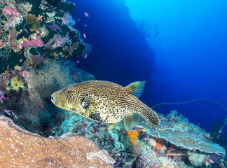 Philippines, puffer fish with coral reef at Tubbataha