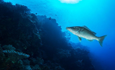 Philippines, fish with coral reef at Tubbataha