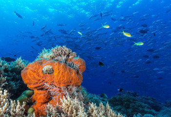 Philippines, school of fish with coral reef at Tubbataha