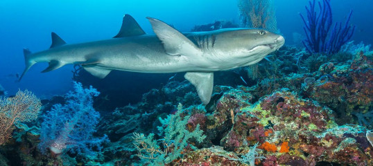 Philippines, white tip reef shark at Tubbataha