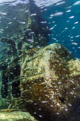 Philippines, Malayan Wreck at Tubbataha