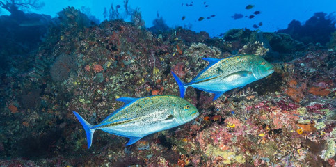 Philippines, 2 travelly at Tubbataha reef
