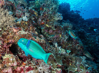 Philippines, coral reef with parrot fish at Tubbataha