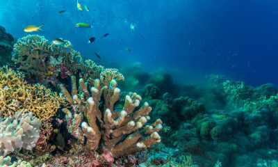 Philippines, coral reef emit at Tubbataha