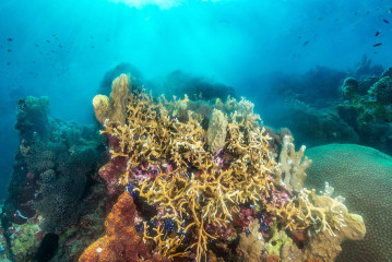 Philippines, coral reef emit at Tubbataha