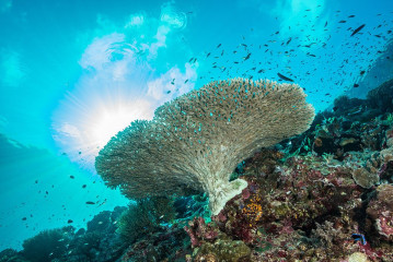 Philippines, coral reef at Tubbataha