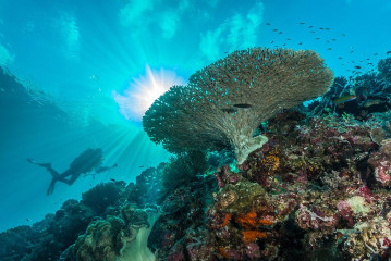 Philippines, coral reef with diver at Tubbataha