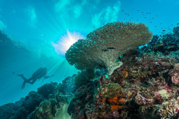 Philippines, coral reef  with diver at Tubbataha