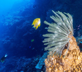 Philippines, feather star with fish at Tubbataha Reef