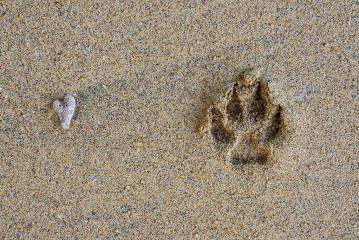 Footprint in Sand, Seabreeze Resort, Bunaken Island, Manado, Indonesia