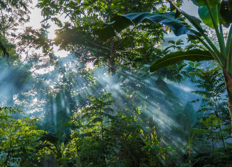 Rainforest, Seabreeze Resort, Bunaken Island, Manado, Indonesia