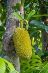 Jack Fruit, Seabreeze Resort, Bunaken Island, Manado, Indonesia