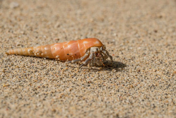 Hermit Crab, Bunaken Island, Manado, Indonesia
