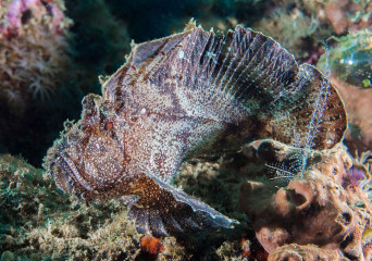 Leaf Fish, Bunaken Island, Manado, Indonesia