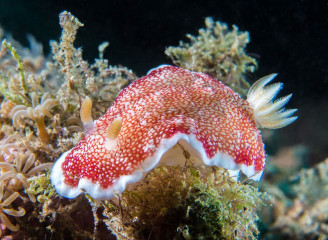 Nudibranch, Bunaken Island, Manado, Indonesia