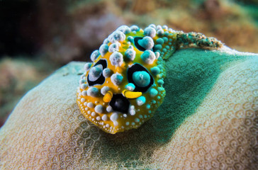 Nudibranch, Bunaken Island, Manado, Indonesia