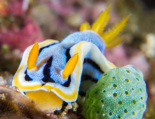 Nudibranch, Bunaken Island, Manado, Indonesia