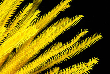 Feather Star, Bunaken Island, Manado, Indonesia