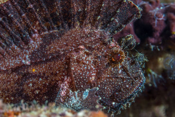 Leaf Fish, Bunaken Island, Manado, Indonesia