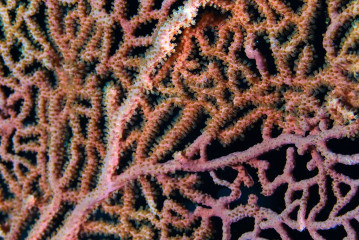 Coral, Bunaken Island, Manado, Indonesia