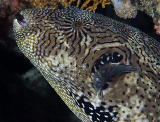 Puffer Fish, Bunaken Island, Manado, Indonesia