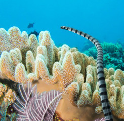 Sea snake, Bunaken Island, Manado, Indonesia