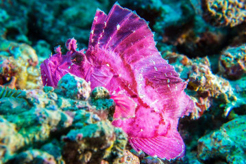 Leaf Fish, Bunaken Island, Manado, Indonesia