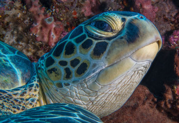 Turtle, Bunaken Island, Manado, Indonesia