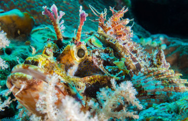 Stonefish, Bunaken Island, Manado, Indonesia