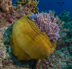 Anemone Fish, Bunaken Island, Manado, Indonesia
