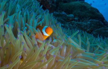 Anemone Fish, Bunaken Island, Manado, Indonesia