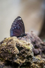 Butterfly, Bunaken Island, Manado, Indonesia