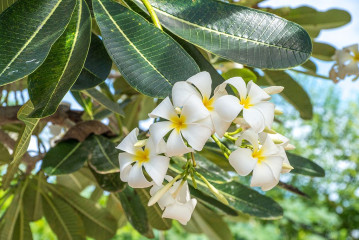 Flowers, Bunaken Island, Manado, Indonesia