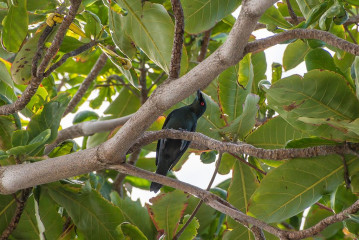 Bird, Bunaken Island, Manado, Indonesia