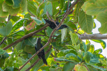 Birds, Bunaken Island, Manado, Indonesia