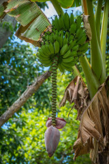 Banana Heart, Bunaken Island, Manado, Indonesia